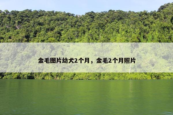 金毛图片幼犬2个月，金毛2个月照片
