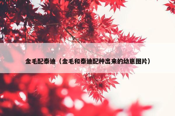 金毛配泰迪（金毛和泰迪配种出来的幼崽图片）