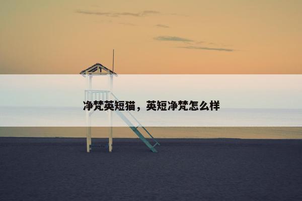 净梵英短猫，英短净梵怎么样