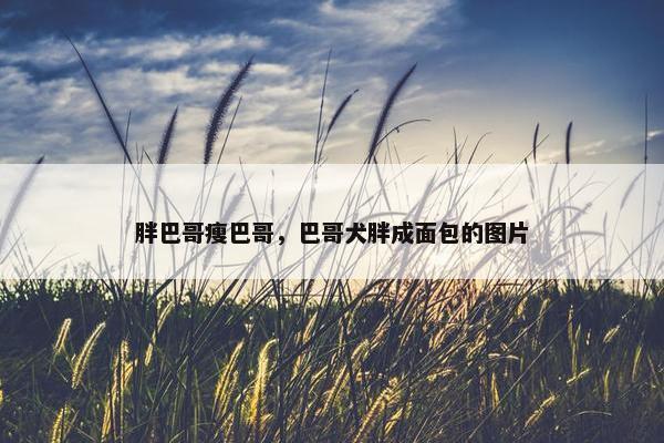 胖巴哥瘦巴哥，巴哥犬胖成面包的图片