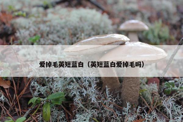爱掉毛英短蓝白（英短蓝白爱掉毛吗）