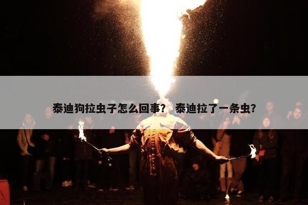 泰迪狗拉虫子怎么回事？ 泰迪拉了一条虫？