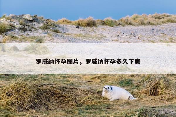 罗威纳怀孕图片，罗威纳怀孕多久下崽