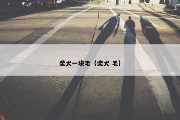 柴犬一块毛（柴犬 毛）