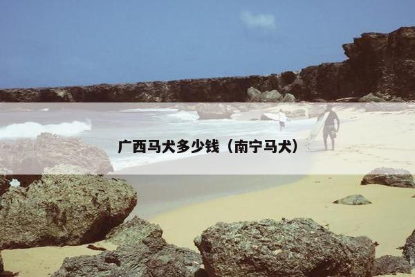 广西马犬多少钱（南宁马犬）