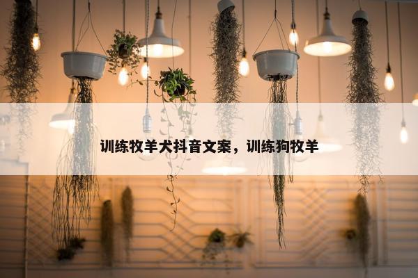 训练牧羊犬抖音文案，训练狗牧羊