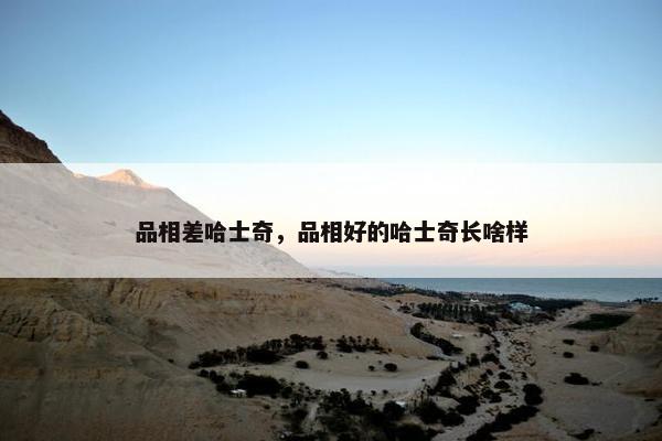 品相差哈士奇，品相好的哈士奇长啥样