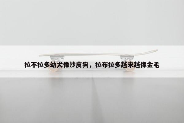 拉不拉多幼犬像沙皮狗，拉布拉多越来越像金毛