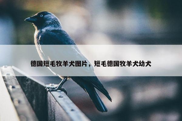 德国短毛牧羊犬图片，短毛德国牧羊犬幼犬