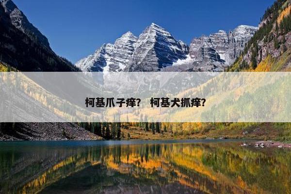 柯基爪子痒？ 柯基犬抓痒？