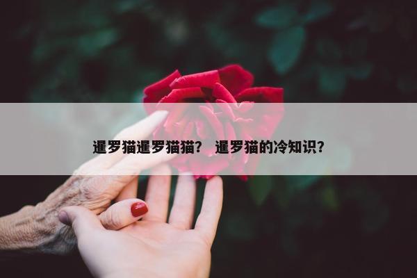 暹罗猫暹罗猫猫？ 暹罗猫的冷知识？