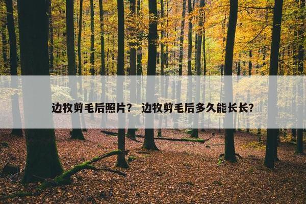 边牧剪毛后照片？ 边牧剪毛后多久能长长？