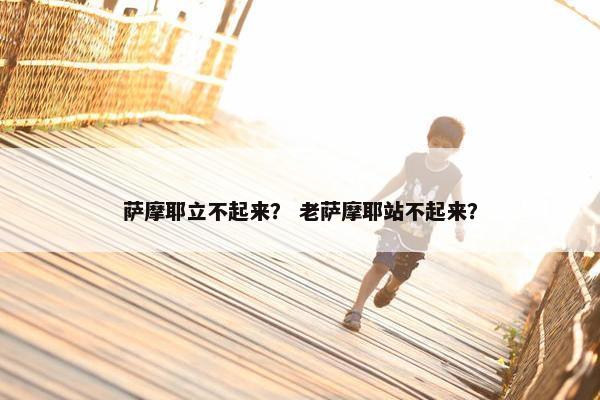 萨摩耶立不起来？ 老萨摩耶站不起来？