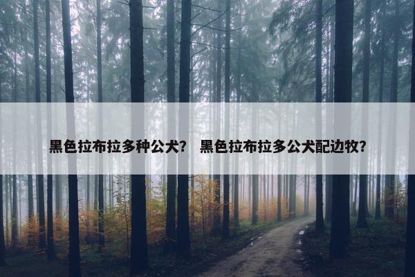 黑色拉布拉多种公犬？ 黑色拉布拉多公犬配边牧？