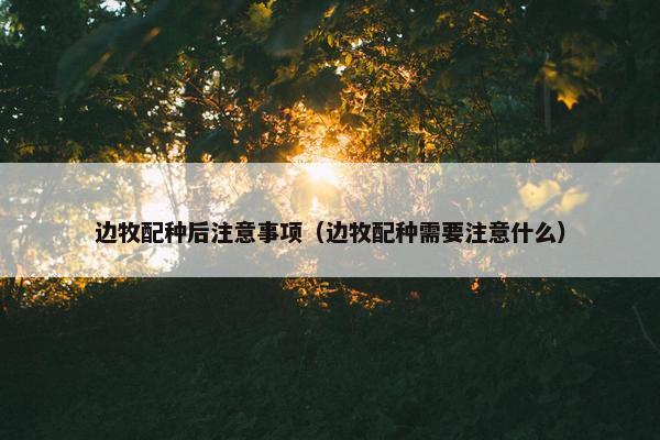 边牧配种后注意事项（边牧配种需要注意什么）