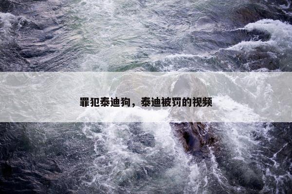 罪犯泰迪狗，泰迪被罚的视频