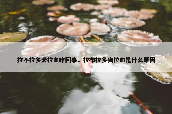 拉不拉多犬拉血咋回事，拉布拉多狗拉血是什么原因