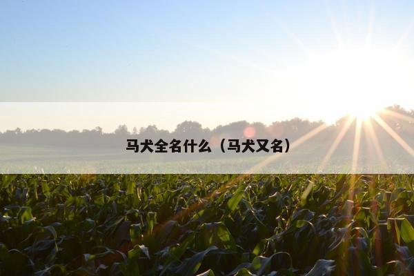马犬全名什么（马犬又名）