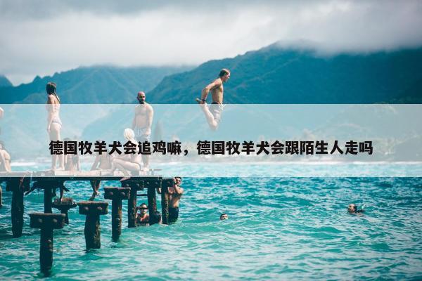 德国牧羊犬会追鸡嘛，德国牧羊犬会跟陌生人走吗