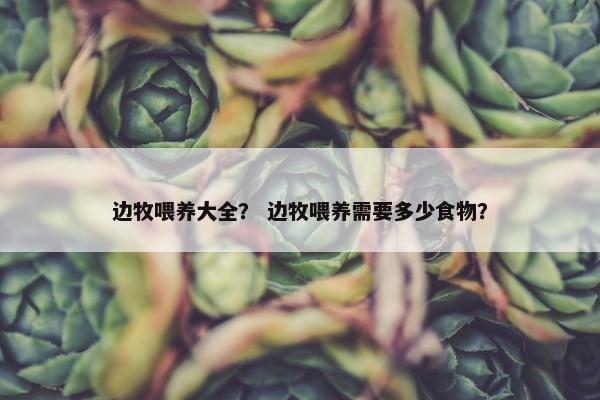 边牧喂养大全？ 边牧喂养需要多少食物？