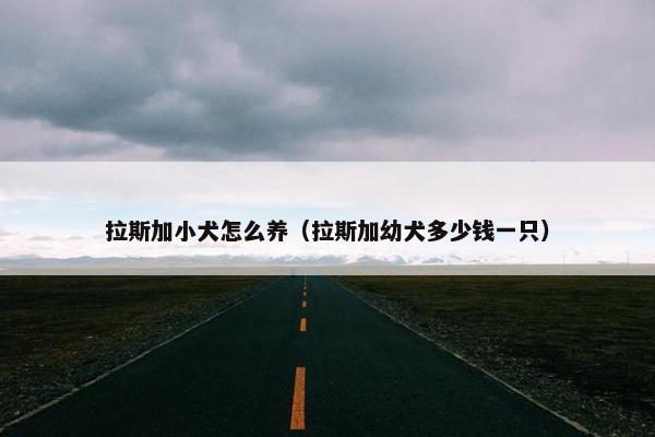 拉斯加小犬怎么养（拉斯加幼犬多少钱一只）