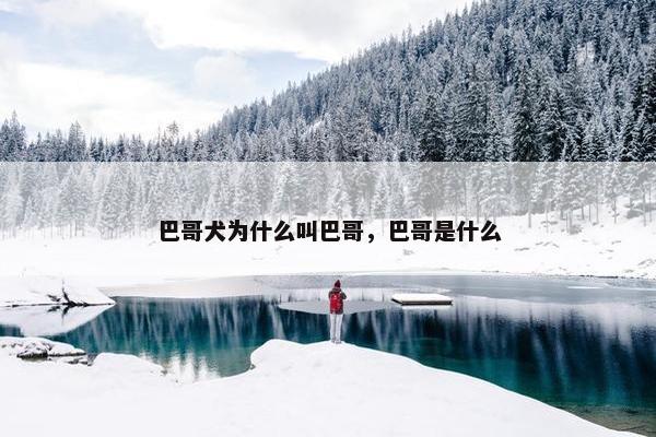 巴哥犬为什么叫巴哥，巴哥是什么