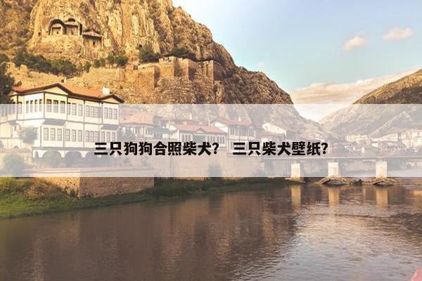 三只狗狗合照柴犬？ 三只柴犬壁纸？