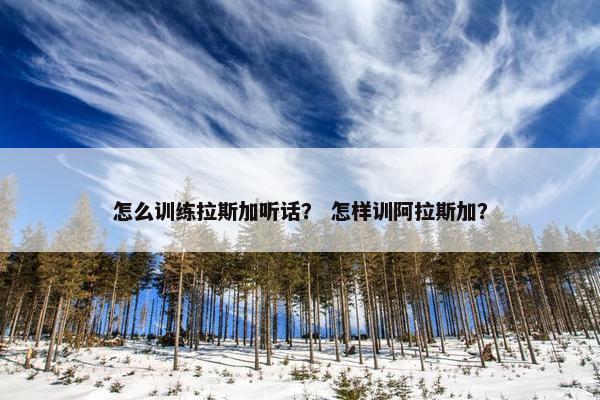 怎么训练拉斯加听话？ 怎样训阿拉斯加？