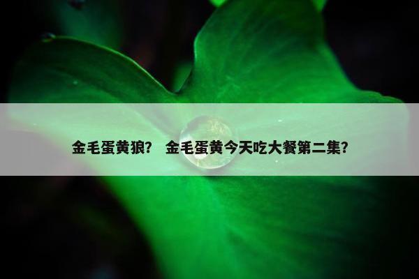 金毛蛋黄狼？ 金毛蛋黄今天吃大餐第二集？