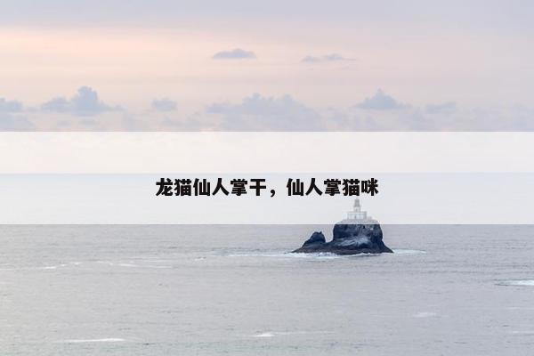 龙猫仙人掌干，仙人掌猫咪