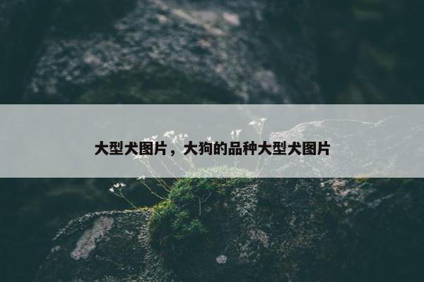 大型犬图片，大狗的品种大型犬图片