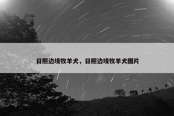 日照边境牧羊犬，日照边境牧羊犬图片