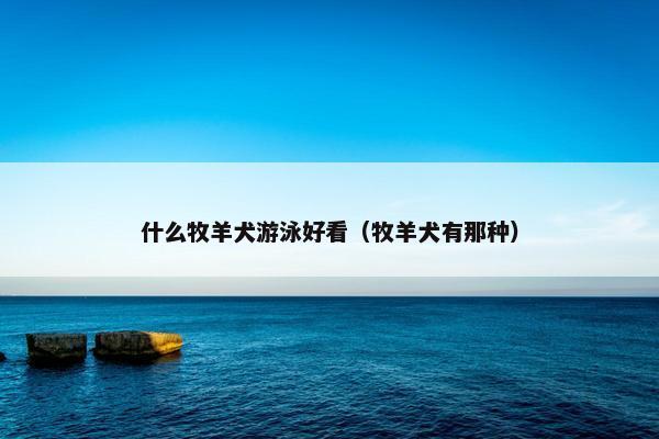 什么牧羊犬游泳好看（牧羊犬有那种）