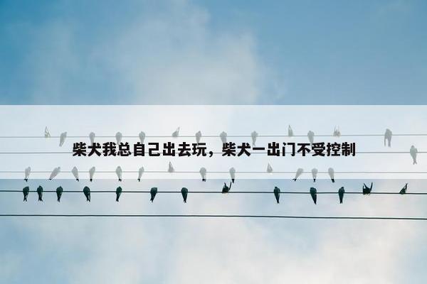 柴犬我总自己出去玩，柴犬一出门不受控制