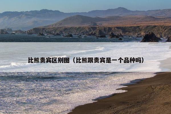 比熊贵宾区别图（比熊跟贵宾是一个品种吗）