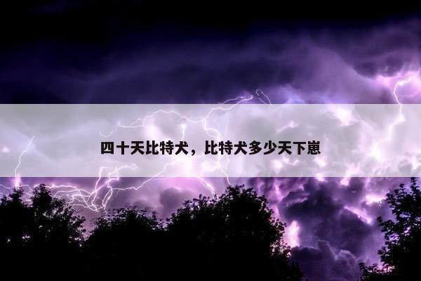 四十天比特犬，比特犬多少天下崽