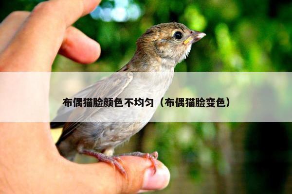 布偶猫脸颜色不均匀（布偶猫脸变色）
