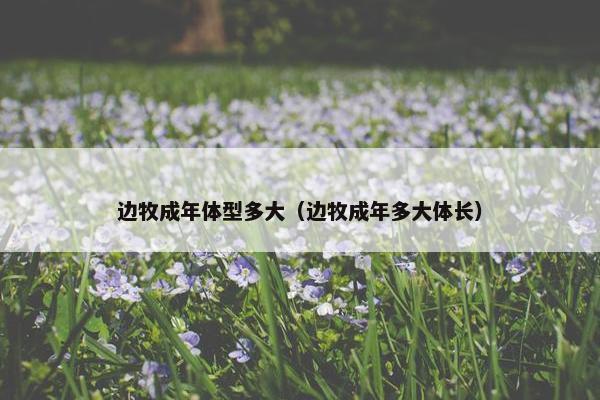 边牧成年体型多大（边牧成年多大体长）