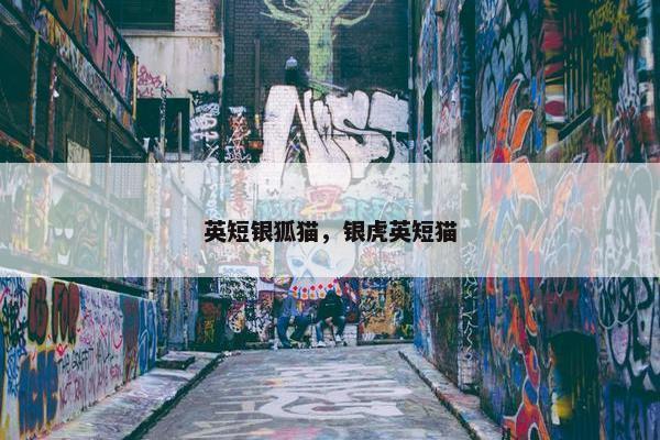 英短银狐猫，银虎英短猫