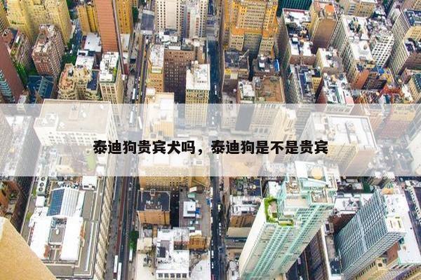 泰迪狗贵宾犬吗，泰迪狗是不是贵宾