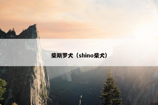 柴斯罗犬（shino柴犬）