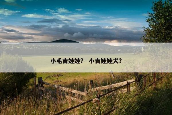 小毛吉娃娃？ 小吉娃娃犬？