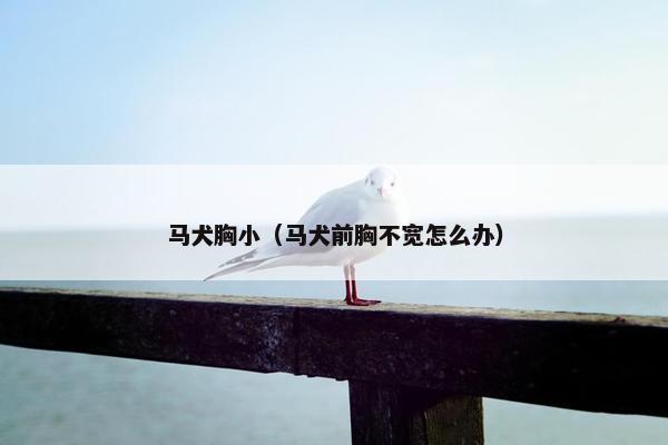 马犬胸小（马犬前胸不宽怎么办）