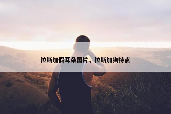 拉斯加假耳朵图片，拉斯加狗特点