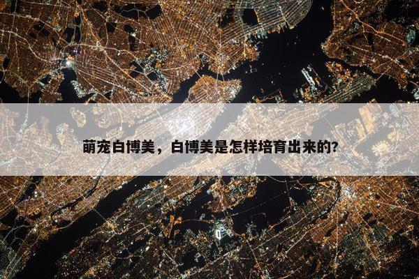 萌宠白博美，白博美是怎样培育出来的?