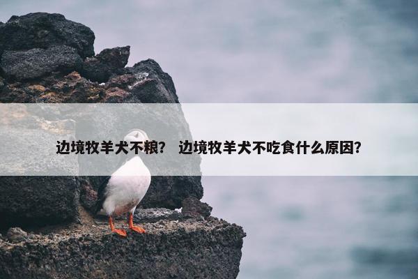 边境牧羊犬不粮？ 边境牧羊犬不吃食什么原因？