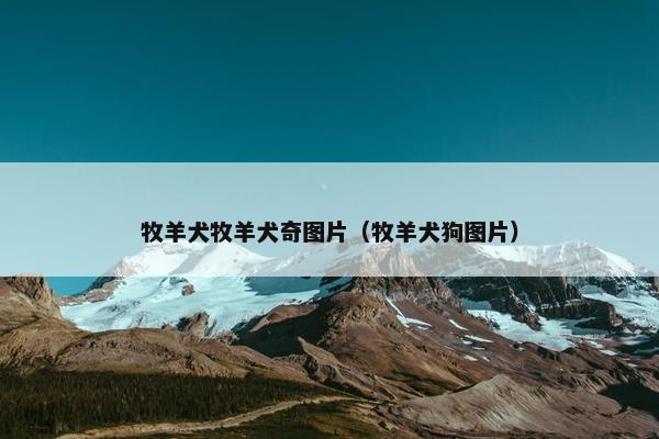 牧羊犬牧羊犬奇图片（牧羊犬狗图片）