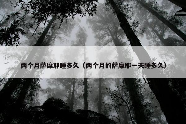 两个月萨摩耶睡多久（两个月的萨摩耶一天睡多久）