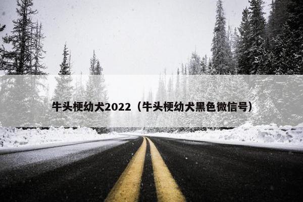 牛头梗幼犬2022（牛头梗幼犬黑色微信号）