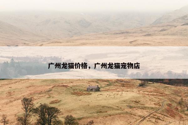广州龙猫价格，广州龙猫宠物店